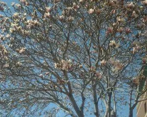 Oklahoma State University