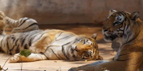 Tiger and Lion Safari, Shimoga
