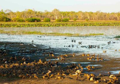 Jabiru