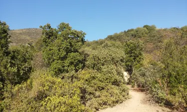Paine