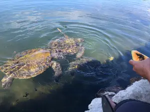 Swimming With Turtles