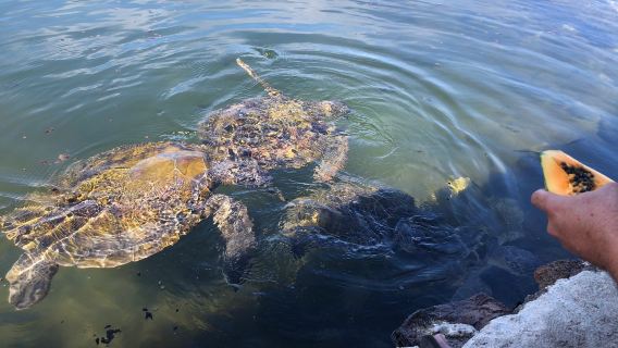 Swimming With Turtles