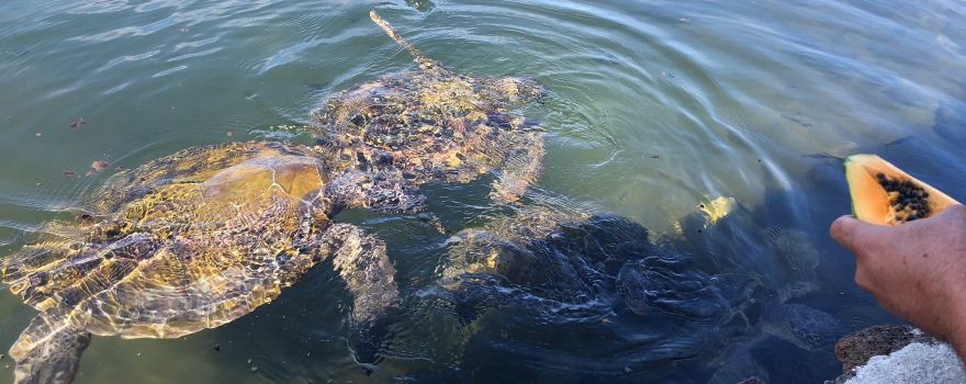 Swimming With Turtles
