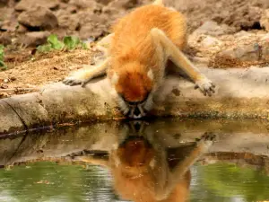 Fathala Reserve