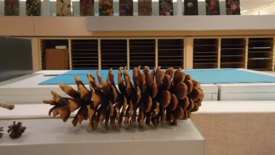 University Herbarium