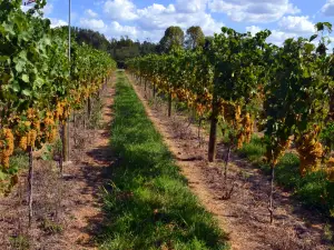 Harvest Ridge Winery