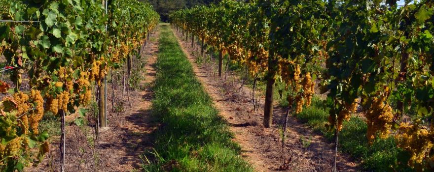 Harvest Ridge Winery