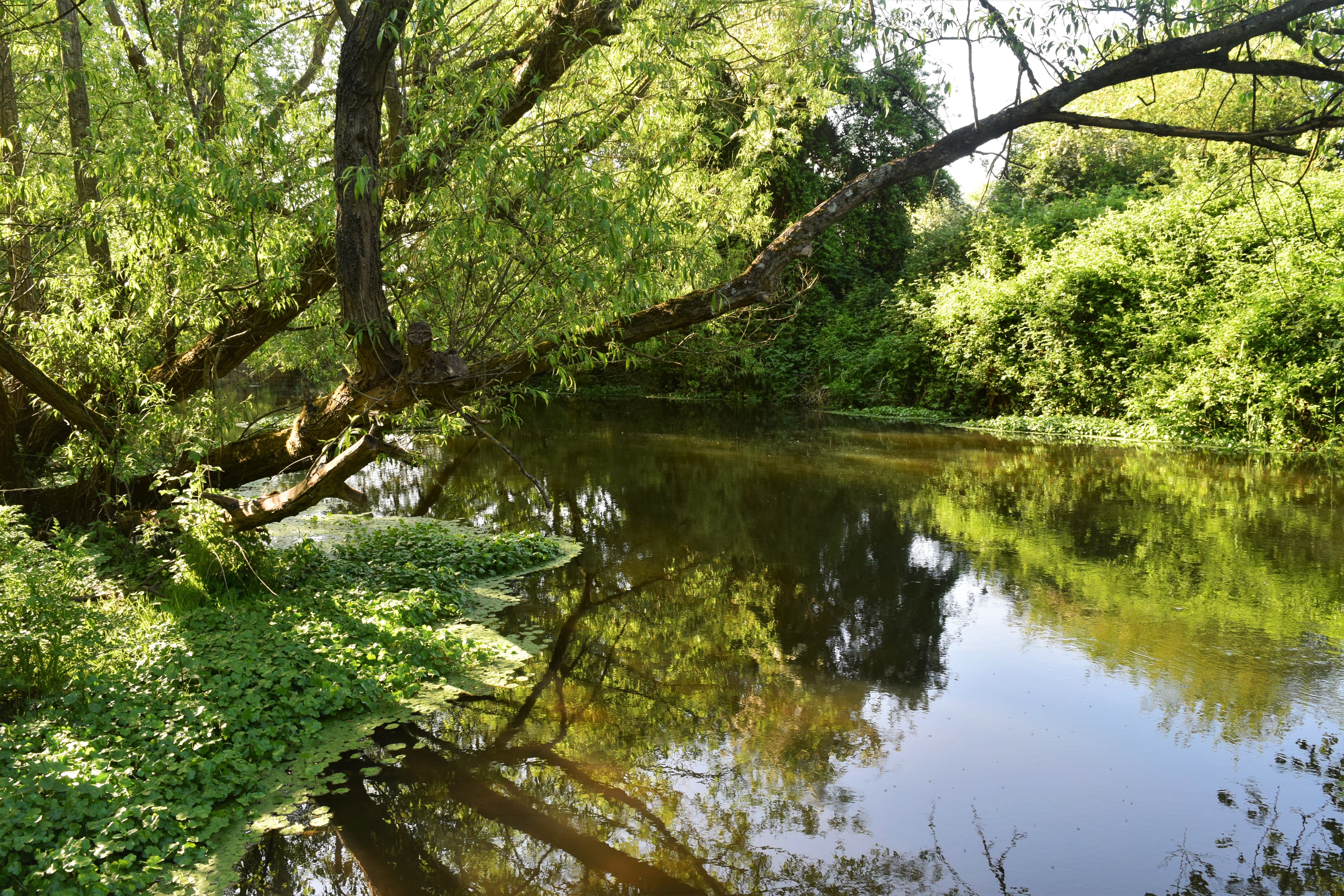 Elmbridge