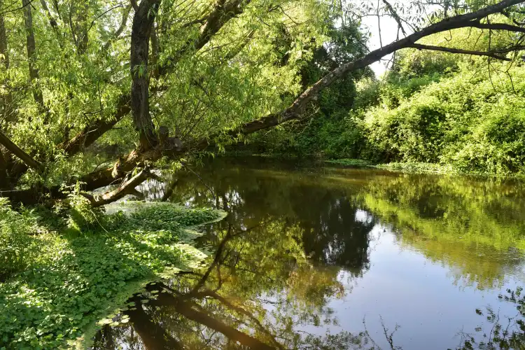 Elmbridge