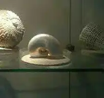 Hotels in Telchac Puerto