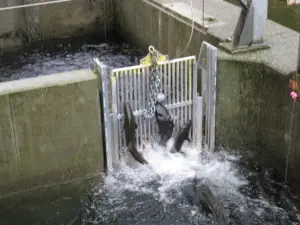 Robertson Creek Hatchery