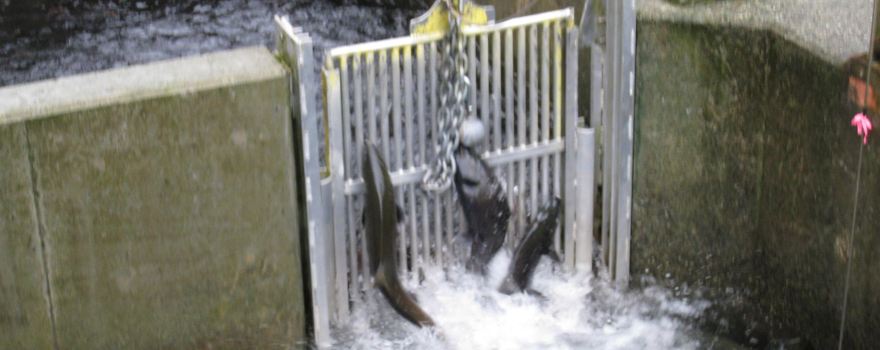 Robertson Creek Hatchery