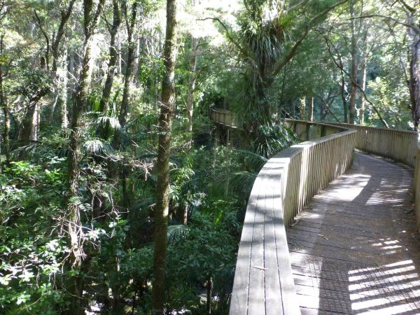 A. H. Reed Memorial Kauri Park