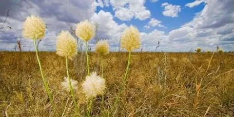 Derrimut Grassland Reserve