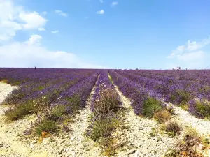 Plateau de Valensole