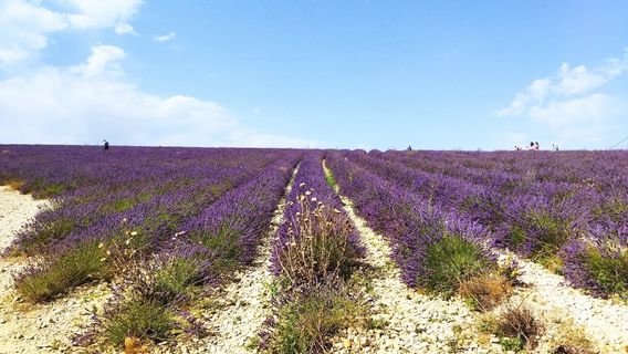 Valensole