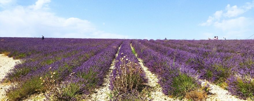 Plateau de Valensole