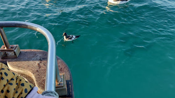 Tequila Fishing and Bird Watching Charters