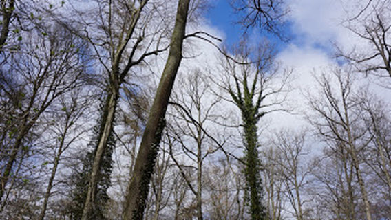 Schoningen