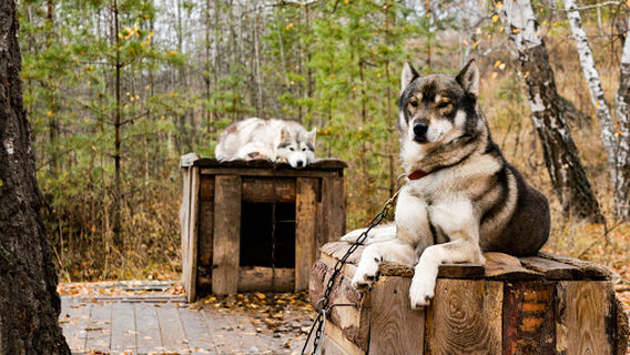 Kennel The Siberian Husky DogWinter