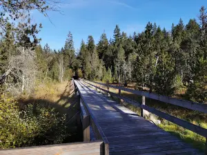Hinterzartener Moor