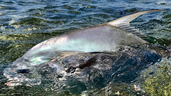 Tres Pescados Fly Shop