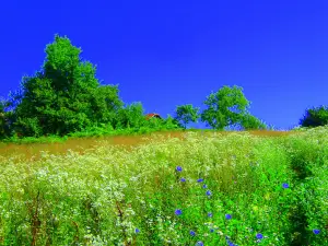 Cheile Cuților