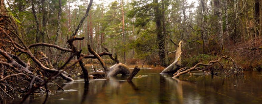 Odalätsi allikad