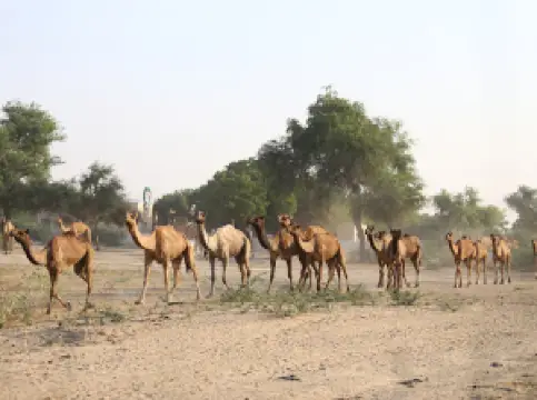 Mithi Cricket Stadium