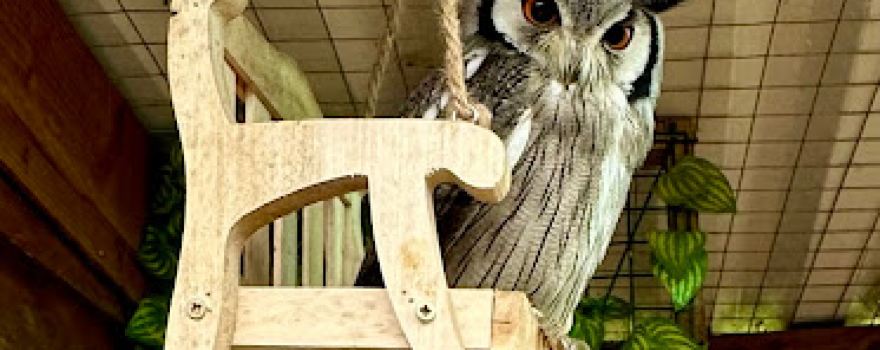 Fritton Owl Sanctuary