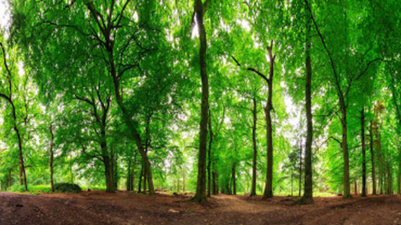 Recreatiepark de Witte Hoeve