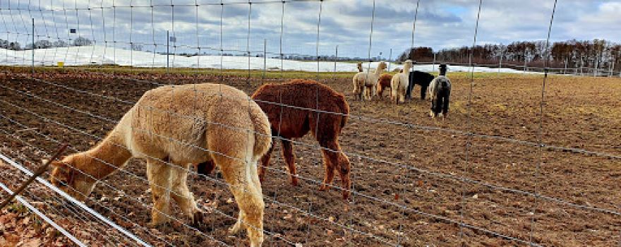 Tiny Alpaca Town - Alpaka Farm in Sonnenberg