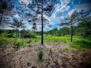 Borkovická blata