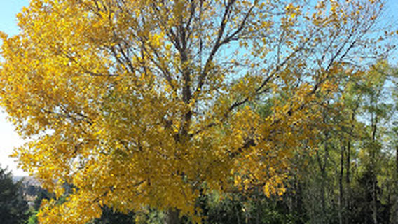 Meadowlark Hills Golf Course