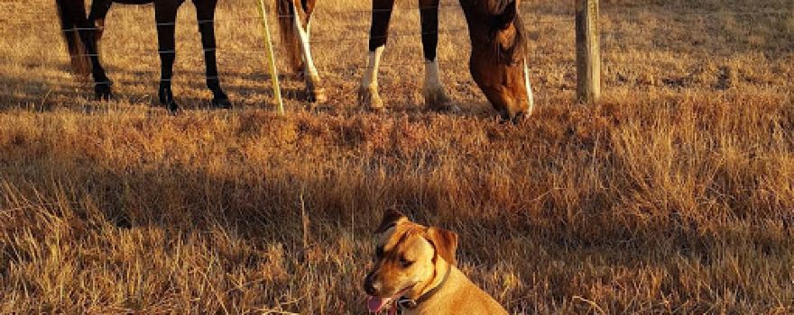 Whinbury Hill Horse Camp