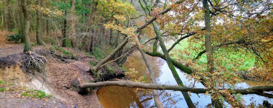 Staatsbosbeheer