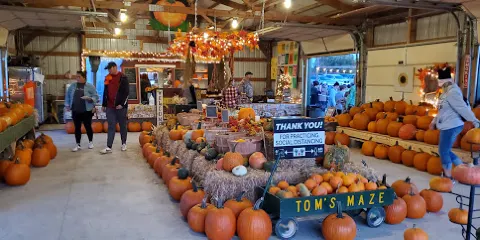 Tom's Maze and Pumpkin Farm
