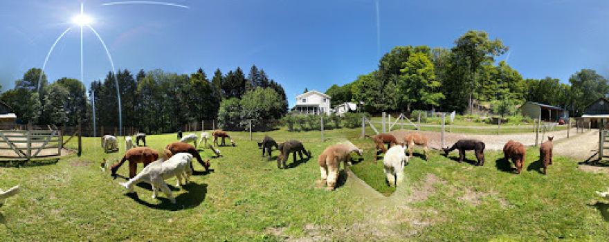 Alpacas of Sunshine Farm
