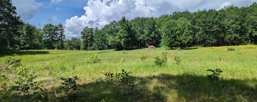 Sandown Town Forest