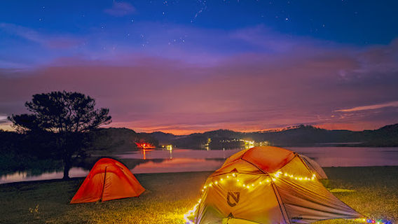 Cây Thông Cô Đơn