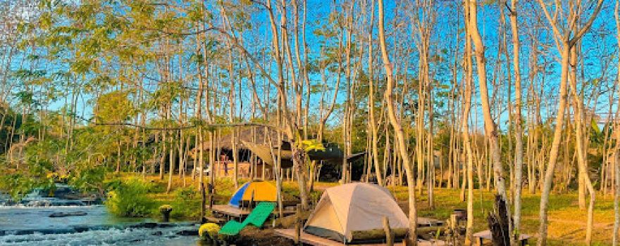 Sunflower Camping