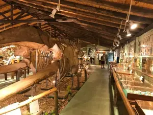 Museo del Mar