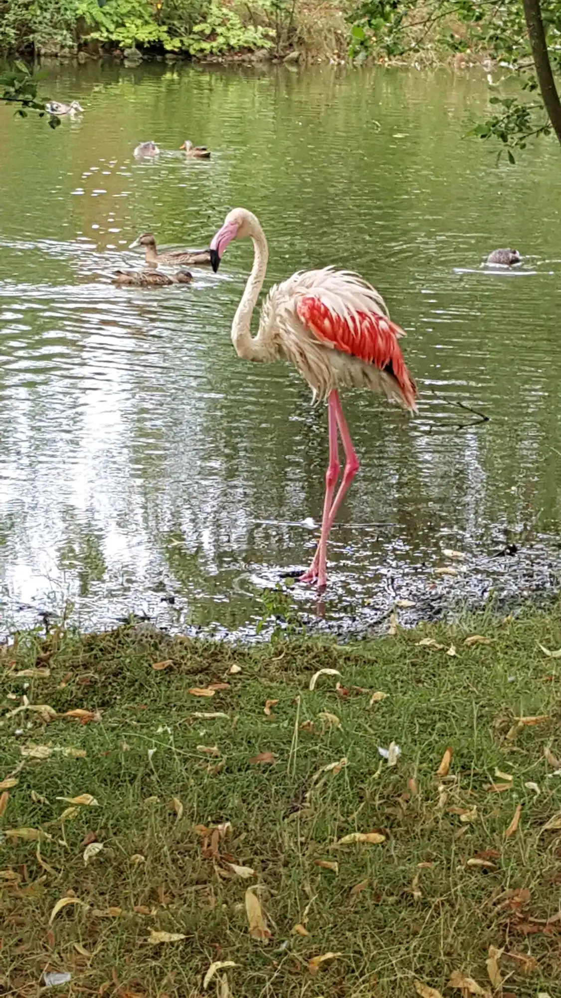 Jyllands Park Zoo附近的飯店