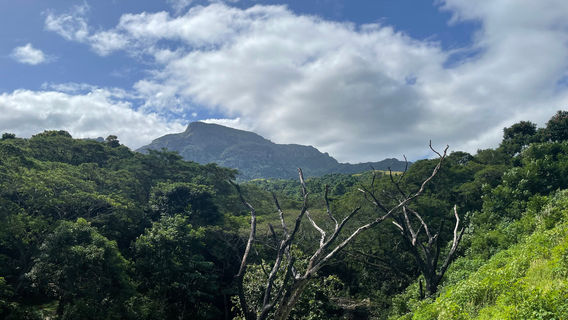 Sleeping Giant Zipline, Orchid Falls & Jungle Safari