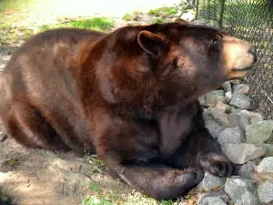 Noah's Ark Animal Sanctuary