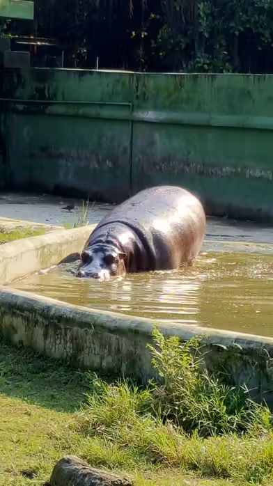 Flüge ${{cityDName}} Dimapur