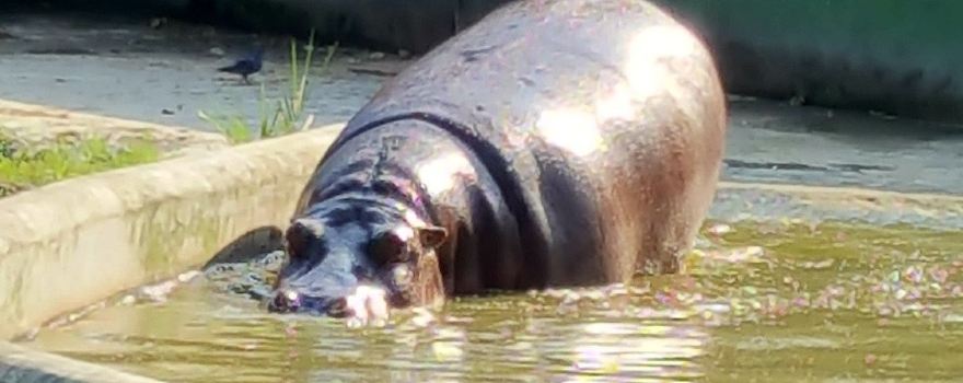 Nagaland Zoological Park
