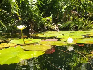 Cenote Nicte-ha