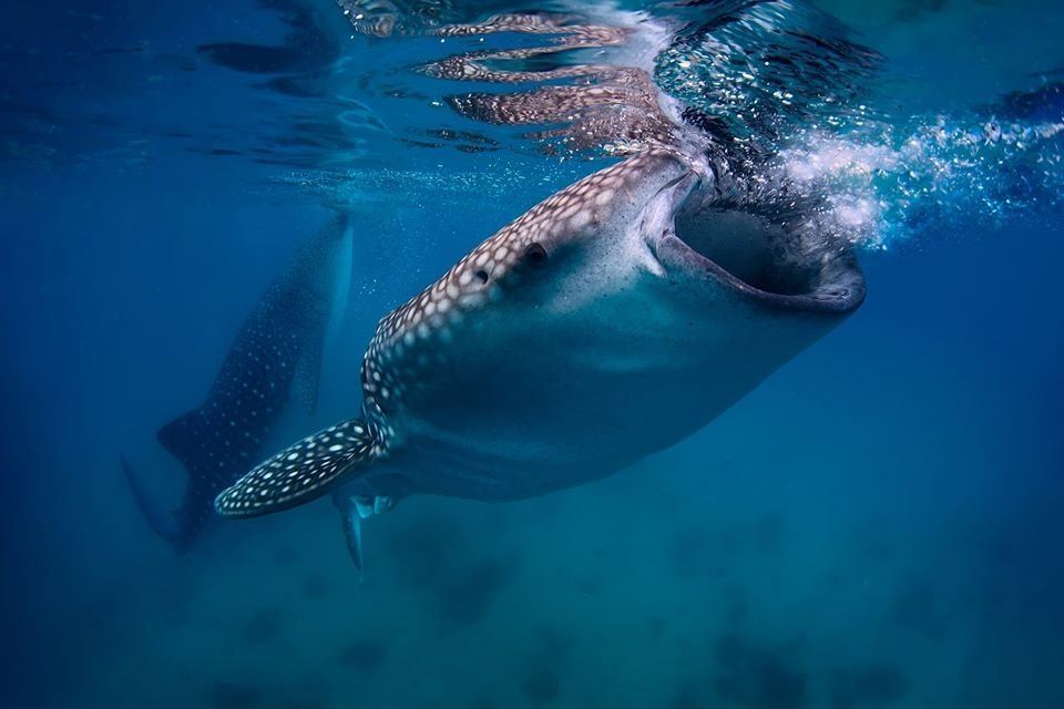 Khao Lak Scuba Adventures