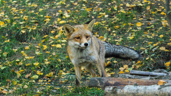 Parc Animalier d'Introd